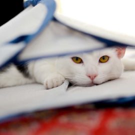 Pet Clean Up: How to Clean Cat Urine, Throw up, and Hairballs Out of Carpet