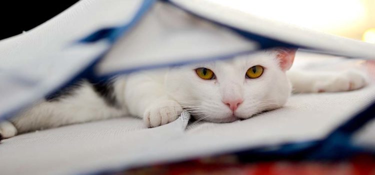 Pet Clean Up: How to Clean Cat Urine, Throw up, and Hairballs Out of Carpet